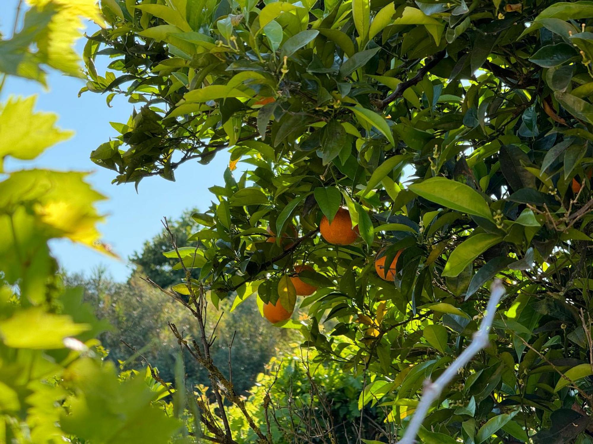 L'Orto San Vero Milis Exterior foto